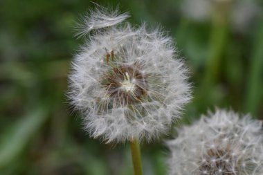 Güneşli yaz gününde bahçede yetişen güzel çiçekler. 
