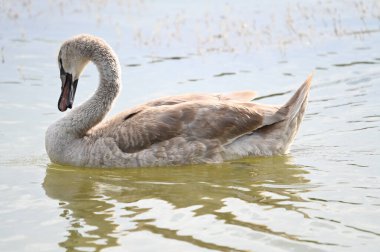 Yaz günü göl suyunda yüzen güzel bir kuğu. 