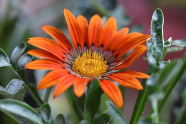 Güneşli yaz gününde bahçede yetişen güzel çiçekler. 