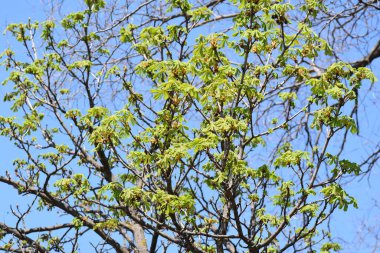 Güneşli bir günde bahçede büyüyen güzel çiçekler. 