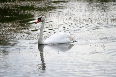 Yaz günü göl suyunda yüzen güzel bir kuğu. 