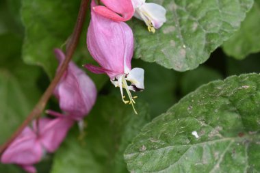 Güneşli yaz gününde bahçede yetişen güzel çiçekler. 
