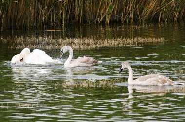 Güzel kuğular yaz günü göl suyunda yüzerler. 