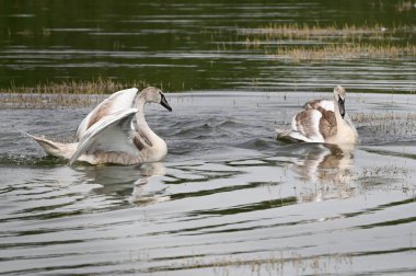 Güzel kuğular yaz günü göl suyunda yüzerler. 