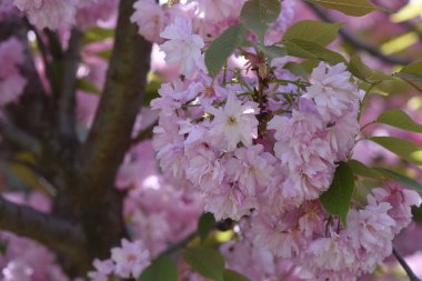 Güneşli bir günde bahçede büyüyen güzel çiçekler. 