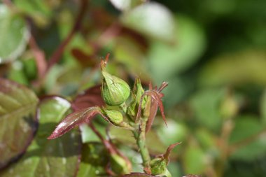 Güneşli yaz gününde bahçede büyüyen güzel bir çiçek. 