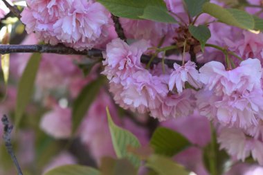 Güneşli bir günde bahçede büyüyen güzel çiçekler. 