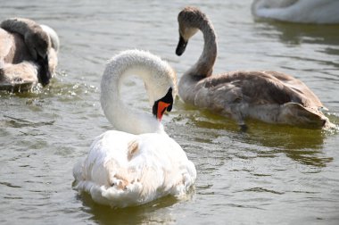 Güzel kuğular yaz günü göl suyunda yüzerler. 