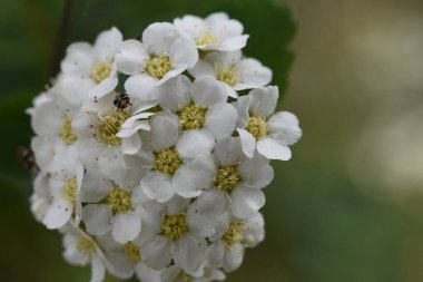 Güneşli bir günde bahçede büyüyen güzel çiçekler. 