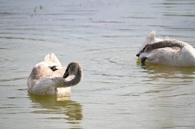 Güzel kuğular yaz günü göl suyunda yüzerler. 