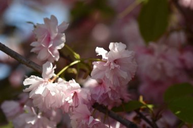 Güneşli bir günde bahçede büyüyen güzel çiçekler. 