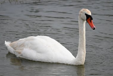 Yaz günü göl suyunda yüzen güzel bir kuğu. 