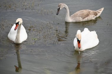Güzel kuğular yaz günü göl suyunda yüzerler. 