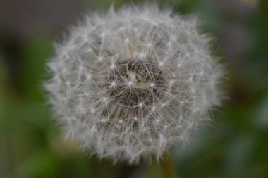 Güneşli yaz gününde bahçede yetişen güzel çiçekler. 