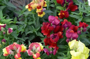 Güneşli bir günde bahçede büyüyen güzel çiçekler. 