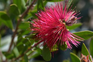 Güneşli bir günde bahçede büyüyen güzel çiçekler. 