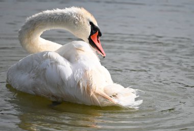 Yaz günü göl suyunda yüzen güzel bir kuğu. 