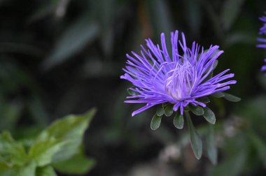 Güneşli yaz gününde bahçede yetişen güzel çiçekler. 