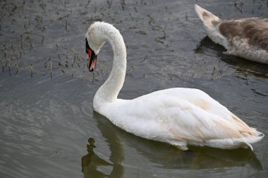 Güzel kuğular yaz günü göl suyunda yüzerler. 