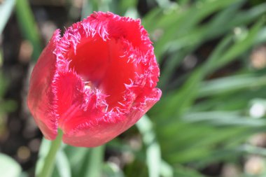 Güneşli bir günde bahçede büyüyen güzel çiçekler. 