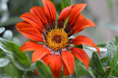 Güneşli yaz gününde bahçede yetişen güzel çiçekler. 