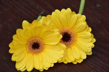 Güzel Gerbera çiçekleri, yaz konsepti, yakın manzara  