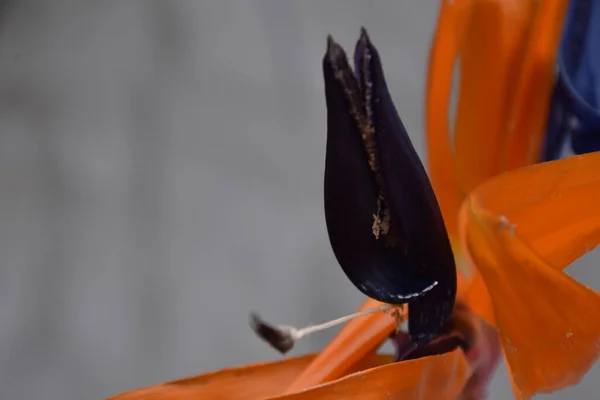 Mooie Bloemen Groeien Tuin Zomer Zonnige Dag — Stockfoto