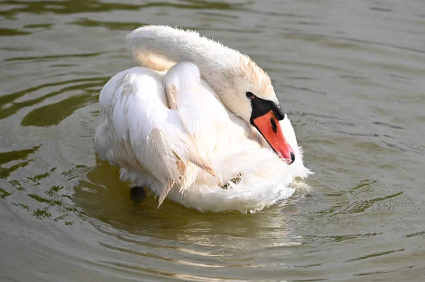 Yaz günü göl suyunda yüzen güzel bir kuğu. 