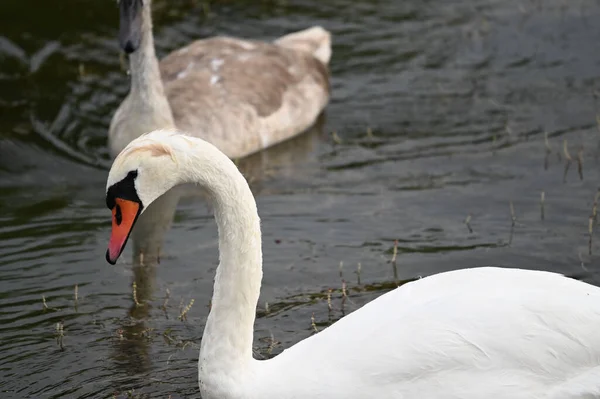 Vackra Svanar Simmar Sjö Vattenytan Sommardagen — Stockfoto