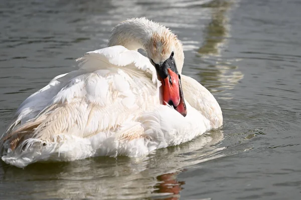 Hermoso Cisne Nadando Superficie Del Lago Día Verano —  Fotos de Stock