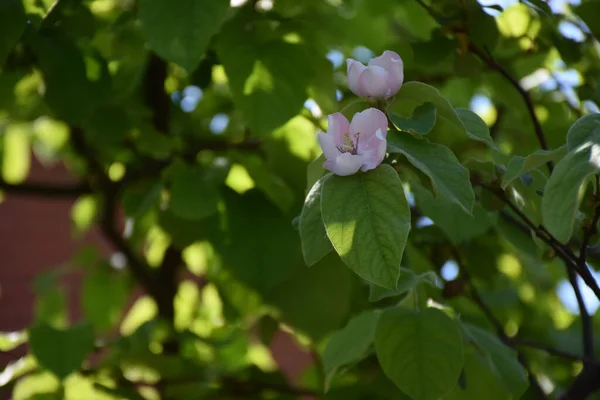 Bellissimi Fiori Che Crescono Giardino Nella Giornata Sole — Foto Stock