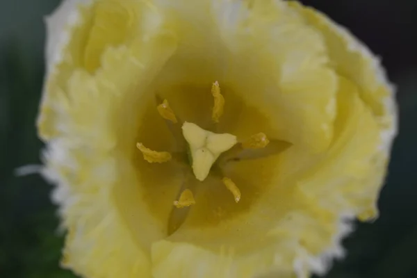Bela Flor Tulipa Crescendo Jardim Dia Ensolarado Verão — Fotografia de Stock