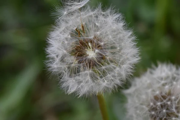 Belles Fleurs Poussant Dans Jardin Journée Ensoleillée Été — Photo