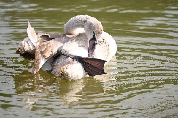 Schöner Schwan Schwimmt Sommertag Auf Der Wasseroberfläche Des Sees — Stockfoto