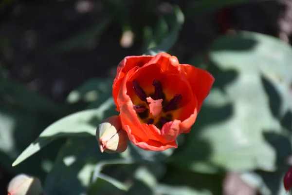 Hermosas Flores Que Crecen Jardín Día Soleado — Foto de Stock