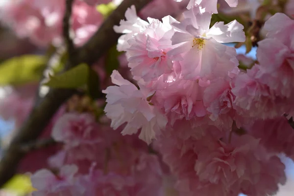 Beautiful Flowers Growing Garden Sunny Day — Stock Photo, Image