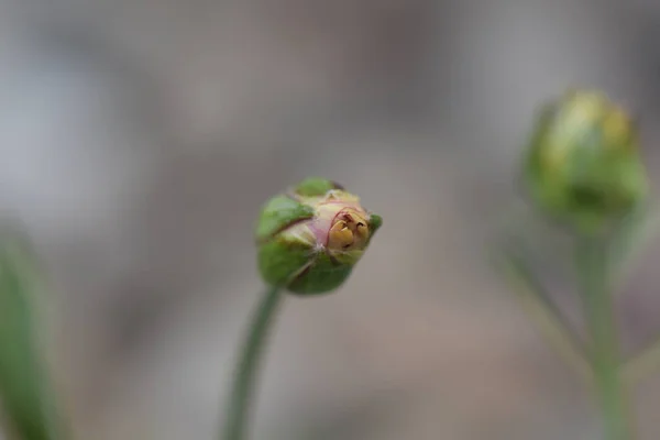 Bellissimi Fiori Che Crescono Giardino Estate Giornata Sole — Foto Stock