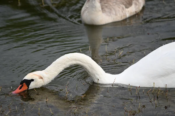 Vackra Svanar Simmar Sjö Vattenytan Sommardagen — Stockfoto