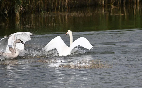 Hermosos Cisnes Nadando Superficie Del Lago Día Verano —  Fotos de Stock