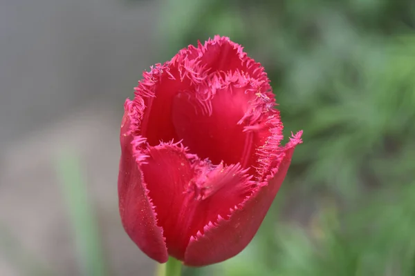 Hermosas Flores Que Crecen Jardín Verano Día Soleado — Foto de Stock