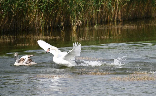 Belos Cisnes Nadando Superfície Água Lago Dia Verão — Fotografia de Stock