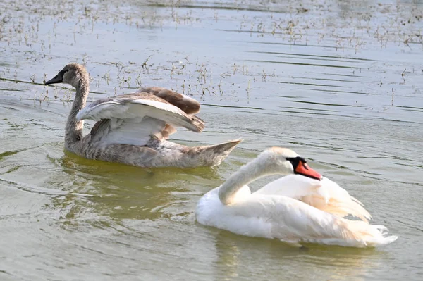 Hermosos Cisnes Nadando Superficie Del Lago Día Verano —  Fotos de Stock