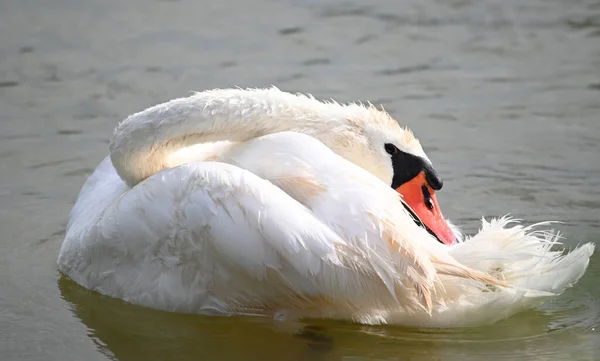 Schöner Schwan Schwimmt Sommertag Auf Der Wasseroberfläche Des Sees — Stockfoto