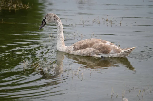 Belo Cisne Nadando Superfície Água Lago Dia Verão — Fotografia de Stock