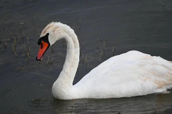 Bellissimo Cigno Che Nuota Sulla Superficie Dell Acqua Del Lago — Foto Stock