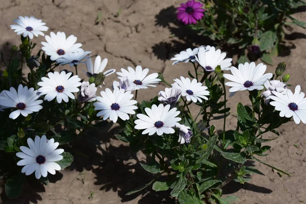 Hermosas Flores Que Crecen Jardín Día Soleado — Foto de Stock