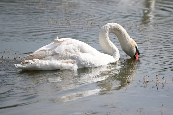 Beau Cygne Nageant Sur Surface Eau Lac Jour Été — Photo