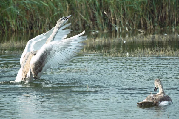 Красивые Лебеди Купающиеся Поверхности Озера Летний День — стоковое фото