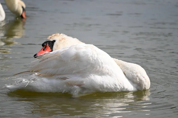 夏の日に湖の水面を泳ぐ白鳥 — ストック写真