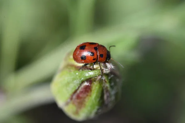 Marienkäfer Grüner Knospe Sonnigen Tagen Nahaufnahme Frühlingskonzept — Stockfoto